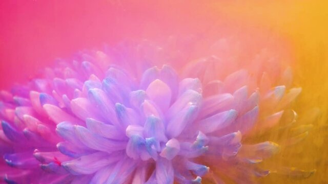 The camera revolves around a blue and white chrysanthemum under water with pink, purple, purple and yellow colors. Abstraction, floristics