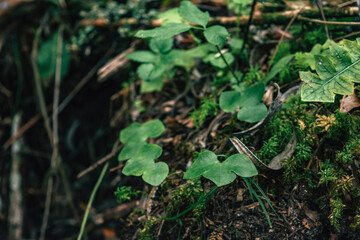 green moss on the ground