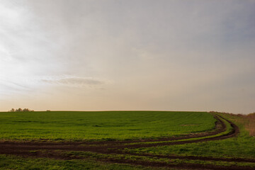 Fototapeta na wymiar panoramic landscape with road by the field of young new sprouts of sprouted wheat at sunrise in the spring, Ukraine