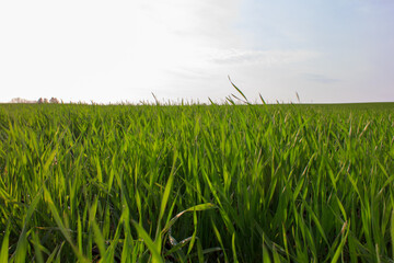 Young new sprouts of sprouted wheat at sunrise in the spring, Ukraine