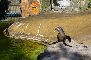 Harbor Seal at Rock