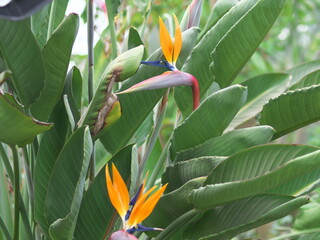 bird of paradise flower