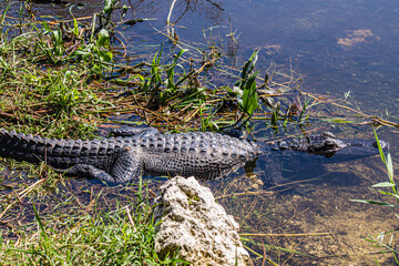 Alligator in the swamp