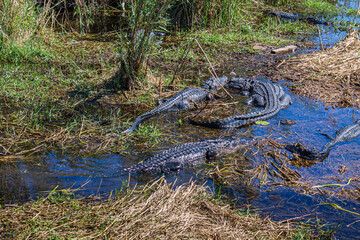 Alligators in the swamp