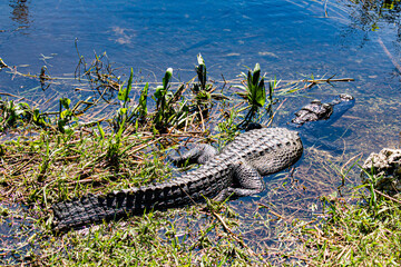 Alligator in the swamp
