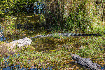 Alligators in the swamp