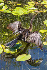 anhinga