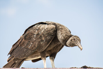 Black Vulture