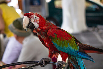 Hous macaw © Geert