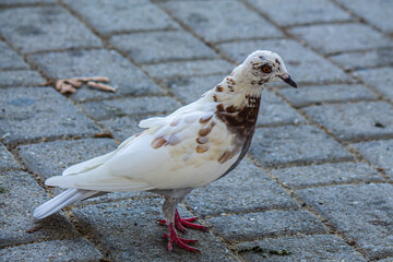 Pigneon on the street