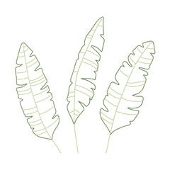 Set of palm leaf in line art style. Set of elegant hand drawn tropical  leaves of palm. Botanical design