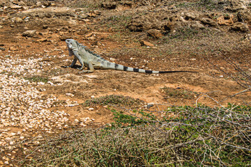  green iguana