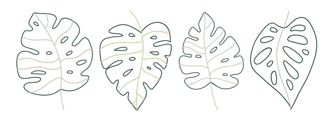 Set of delicate monstera leaves in line art style. Elegant hand drawn tropical leaf. Botanical design © AnyaCher