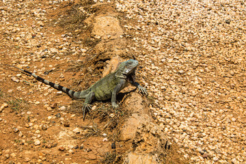 green iguana