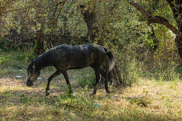 Horse in garden