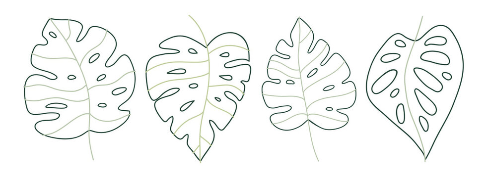 Monstera Leaf Outline Images – Browse 10,757 Stock Photos, Vectors, and  Video | Adobe Stock