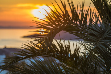 Palm Tree with orange sunset in the background. Focus in the front. Stock Image.