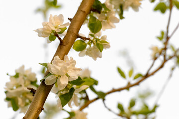 Apple trees are blooming. White apple blossoms. Apple tree branches