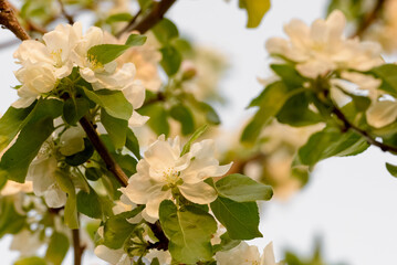 Apple trees are blooming. White apple blossoms. Apple tree branches