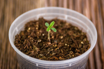 cannabis seedling growing in soil 