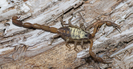 Florida hentz scorpion (Centruroides hentzi) with yellow pine tree pollen on it, stinger up,...
