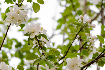 Apple trees are blooming. White apple blossoms. Apple tree branches