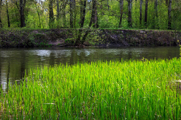 Fototapeta premium river in the forest with bright fresh green grass in summer