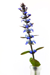 Blue carpet bugle in a vase on white background, a local european spring and summer flower, picked in May on a meadow.