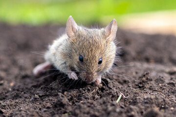A small mouse on the soil surface in sunny weather