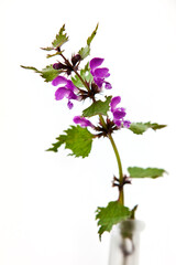 Dead-nettle (Lamium) in a vase on white background, picked in May in Europe