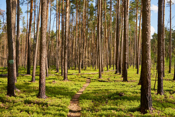 leśna wiosenna ścieżka © Marcin Łazarczyk