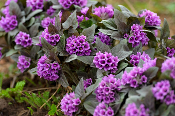Primroses blooms in the garden in spring