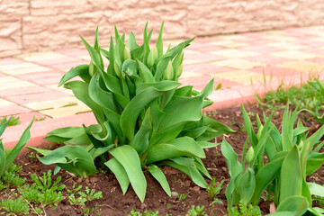 Tulips bloom in the garden. Primroses