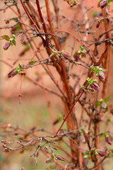 The first green leaves and buds in the garden

