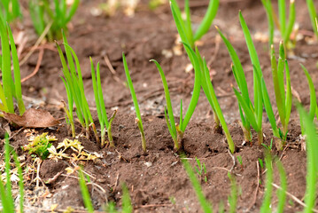 Young onion stalks grow in a garden bed