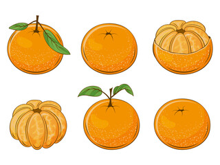 set of juicy mandarins. Fresh fruit. Vector illustration. Isolated on white. Cartoon style.