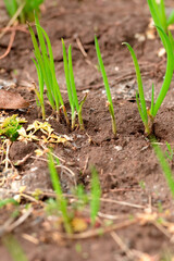 Young onion stalks grow in a garden bed