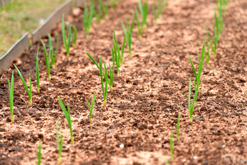 Young garlic stalks grow in a garden bed