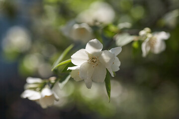 Fototapeta na wymiar Jasmine Flowers Blossom In Warm Summer Light