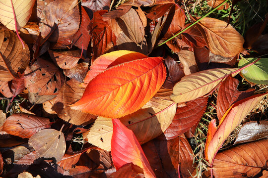 916 件の最適な 枯れ葉 サクラ 画像 ストック写真 ベクター Adobe Stock