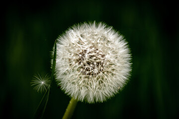 A Dandelion blossom gone to seed.