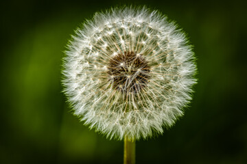 A Dandelion blossom gone to seed.