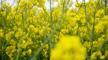 Gelbe Blühten auf einem Rapsfeld im Detail im Frühling