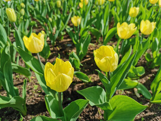 Lots of yellow tulips growing in the flower bed. The festival of tulips on Elagin Island in St. Petersburg.