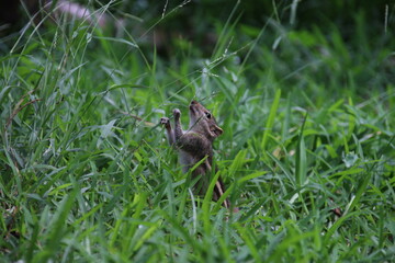 Squirrel