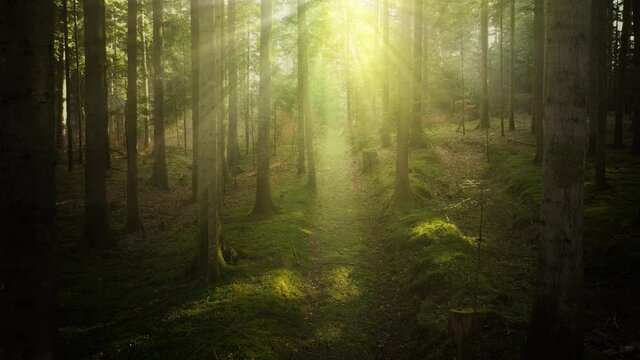 Magical sun beams in the forest with a woodland path.