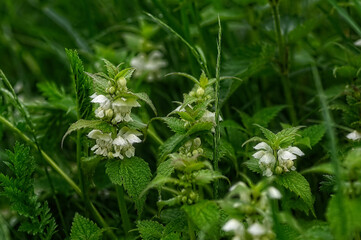 Wei&szlig;e Taubnessel