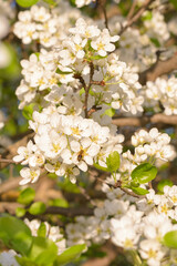 Obraz premium Apple trees are blooming. White apple blossoms. Apple tree branches