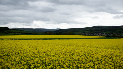 Gelbe Blühten auf einem Rapsfeld in der hessischen Landschaft bei Bad Hersfeld im Frühling mit Regen
