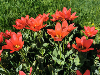 Red tulips with sharp petals and a black center. The festival of tulips on Elagin Island in St. Petersburg..